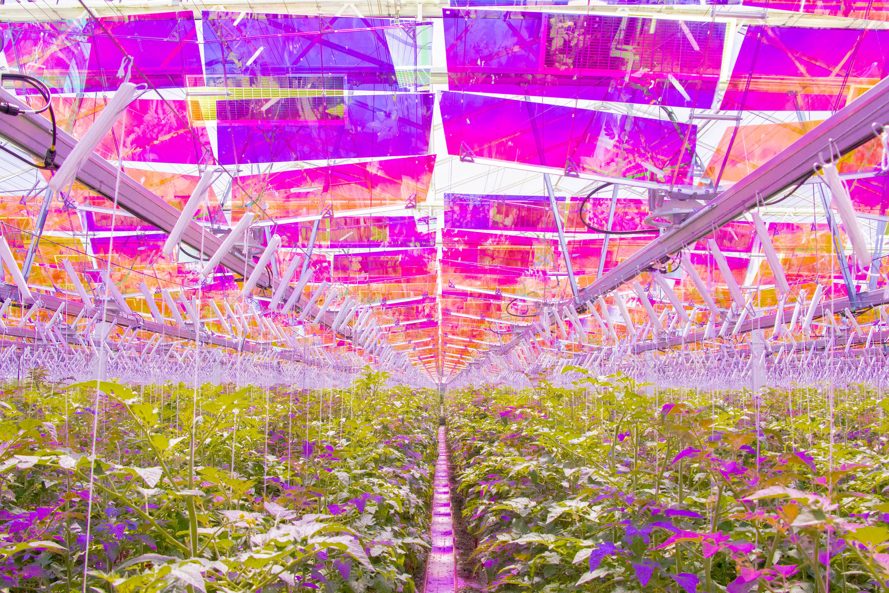 a garden with purple and green plants