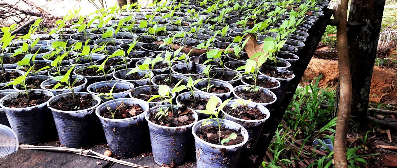 a group of plants in pots