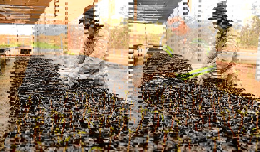 Reforestation work in Paragominas