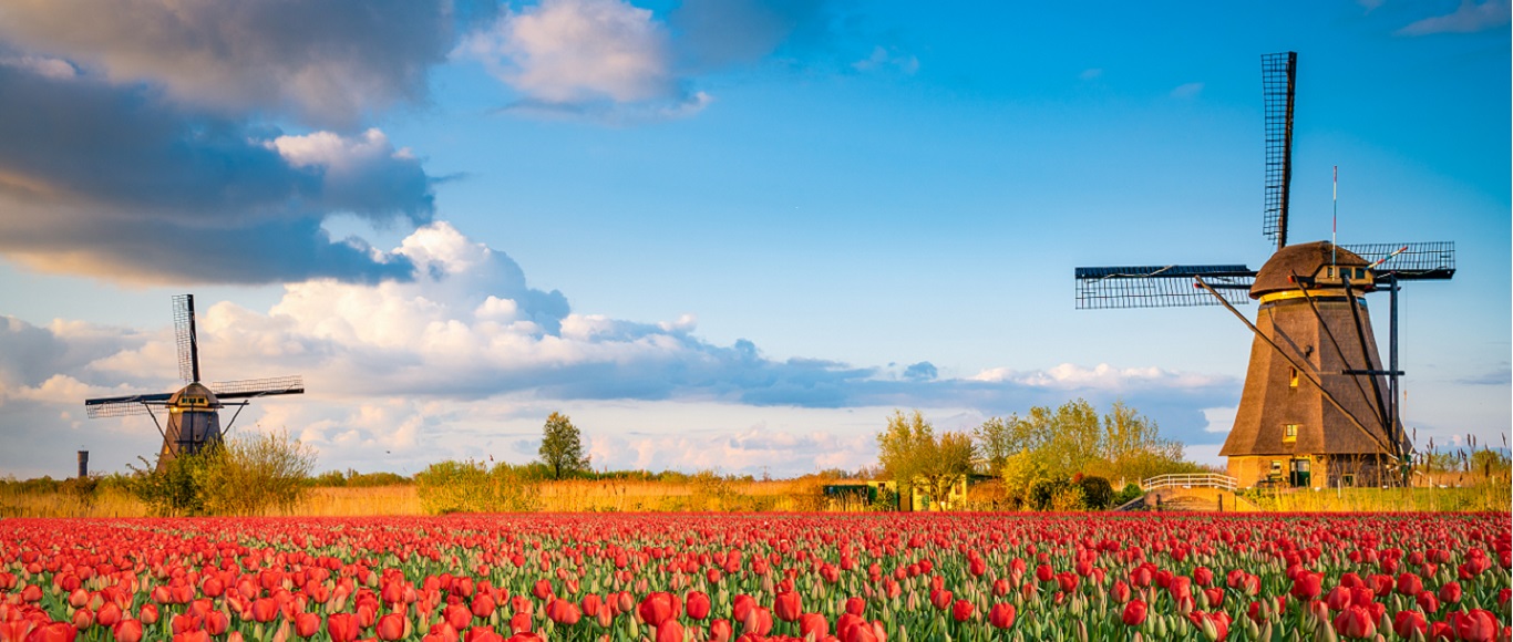 windmills in a field of flowers